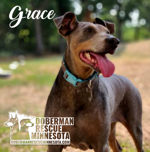 Doberman Rescue Minnesota
