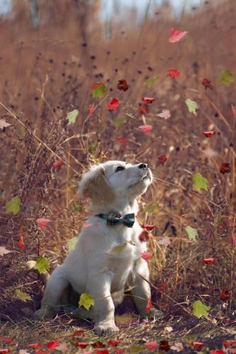 Pawsh Photography LLC