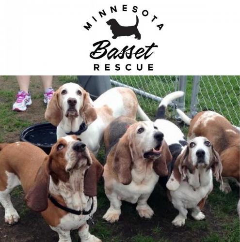 Minnesota Basset Rescue